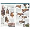 Petits mamífers: insectívors, rosegadors i ratpenats de Catalunya (Llibre)
