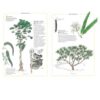 Inventari il·lustrat dels arbres (Llibre)